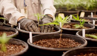 Texas’ rapidly expanding medical THC program names nine likely new providers