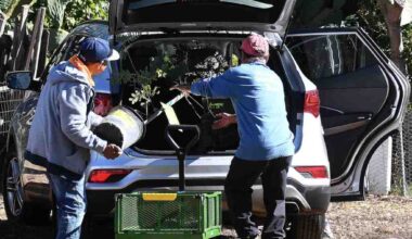 If you live in L.A., you can get seven free trees from nonprofit City Plants – Daily Breeze