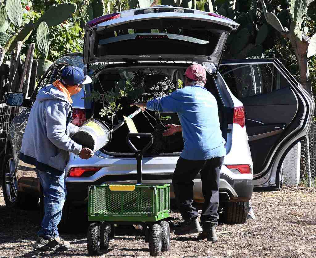If you live in L.A., you can get seven free trees from nonprofit City Plants – Daily Breeze