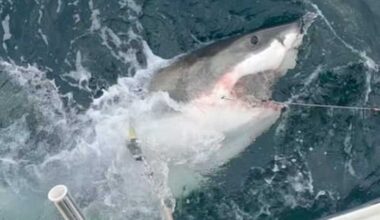 OCEARCH tracking 1,300-pound great white shark off Jacksonville coast