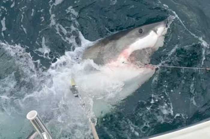 OCEARCH tracking 1,300-pound great white shark off Jacksonville coast