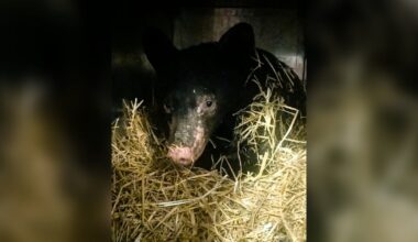 Severely burned bear cub recovering in northern B.C. - CTV News