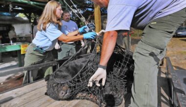How many bears have been killed so far in Florida's hunt?