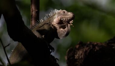 Endangered Iguanas Make a Romantic Getaway Out of Protected Caribbean Island–Populations Explode