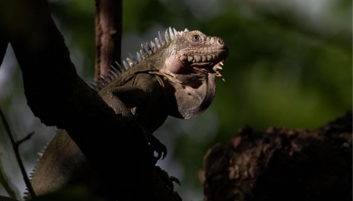 Endangered Iguanas Make a Romantic Getaway Out of Protected Caribbean Island–Populations Explode