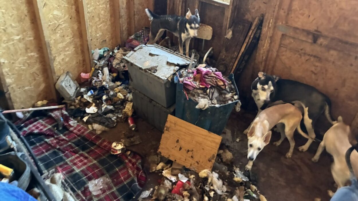 A social media tip led to multiple dogs being saved from a West Valley shed on Wednesday, authoriti...