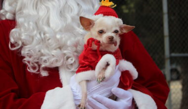 Merry Melrose, Winter Markets & UG Tea