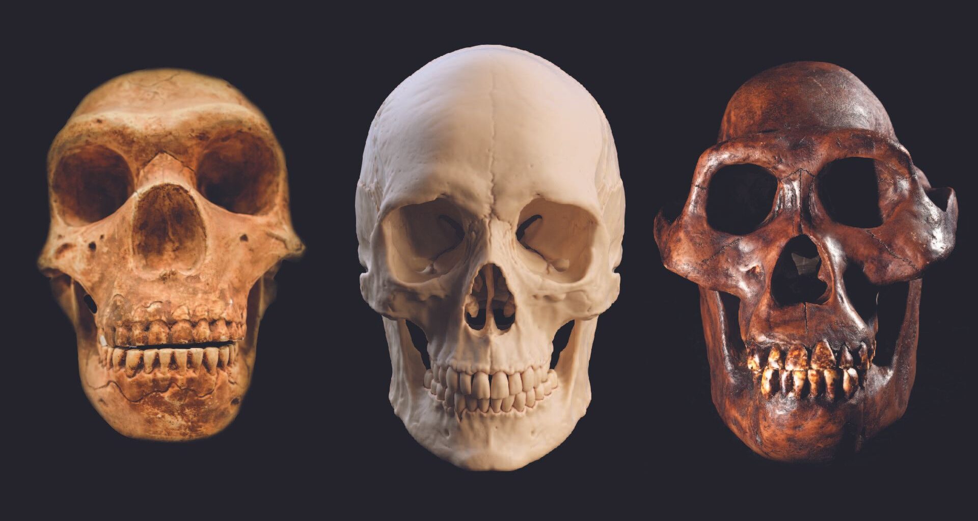 A series of three skulls, with a neanderthal skull on the left, human in the middle, and australopithecus afarensis on the right