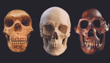 A series of three skulls, with a neanderthal skull on the left, human in the middle, and australopithecus afarensis on the right