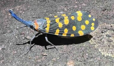 New Species Being Discovered Faster Than Ever – At a Rate of Over 16,000 a Year