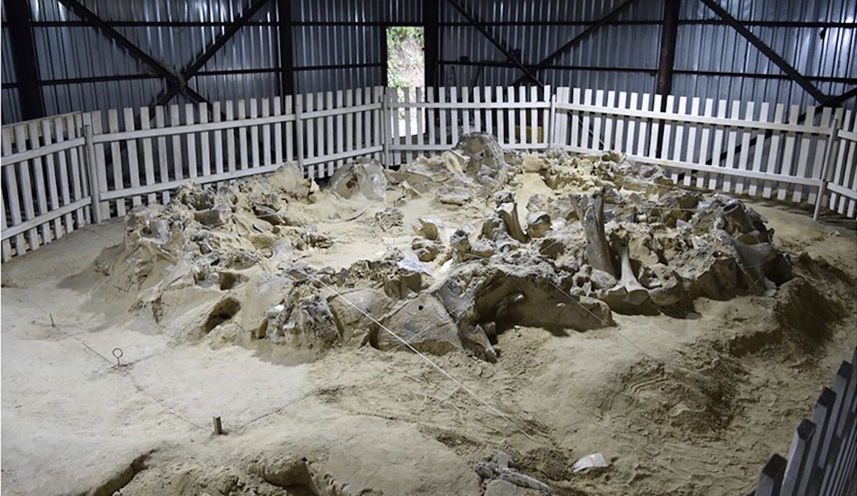 Mammoth-bone structure during excavation at the site of Mezhyrich, Cherkasy Oblast, Ukraine