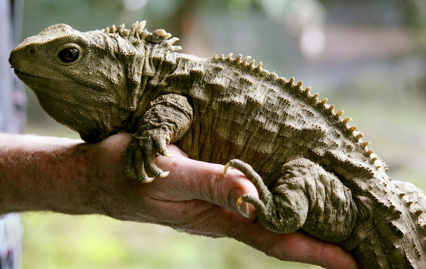 Henry, a tuatara, rests on the arm of his handler at the Southland Museum at Invercargill,...