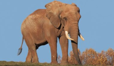 Oldest African bull elephant in the US dies at North Carolina Zoo