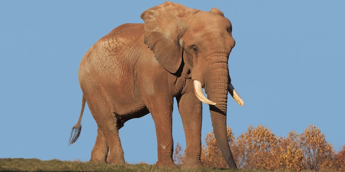 Oldest African bull elephant in the US dies at North Carolina Zoo