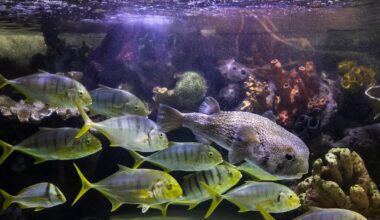 Dallas aquarium receives hundreds of animals from shuttered South Florida seaquarium