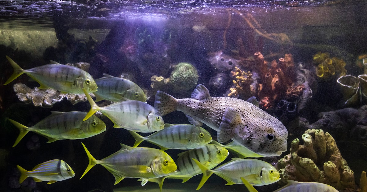 Dallas aquarium receives hundreds of animals from shuttered South Florida seaquarium