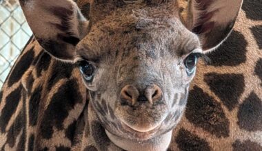 The Phoenix Zoo announced the name of its new female Masai giraffe on Tuesday....