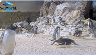 SeaWorld fires up Penguin Cam for the holidays – NBC 7 San Diego