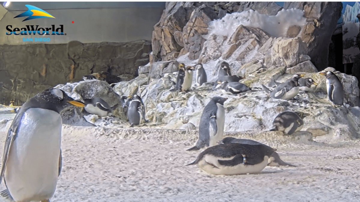 SeaWorld fires up Penguin Cam for the holidays – NBC 7 San Diego