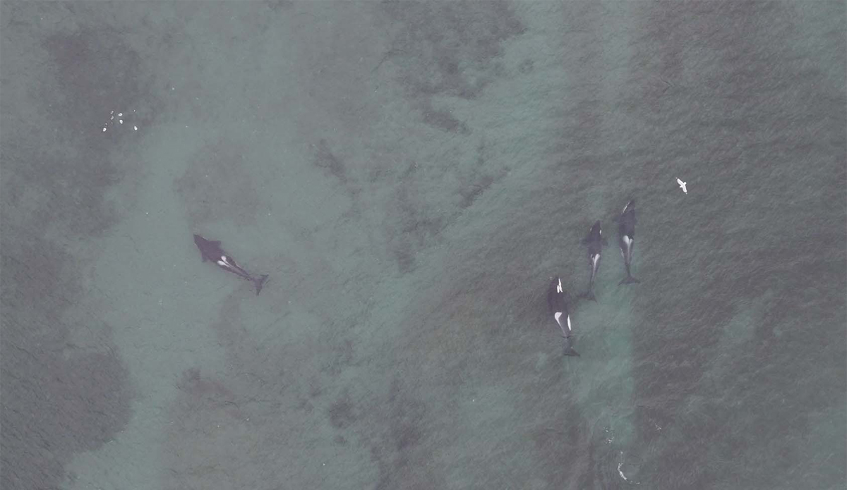 Photo: Center for Whale Research