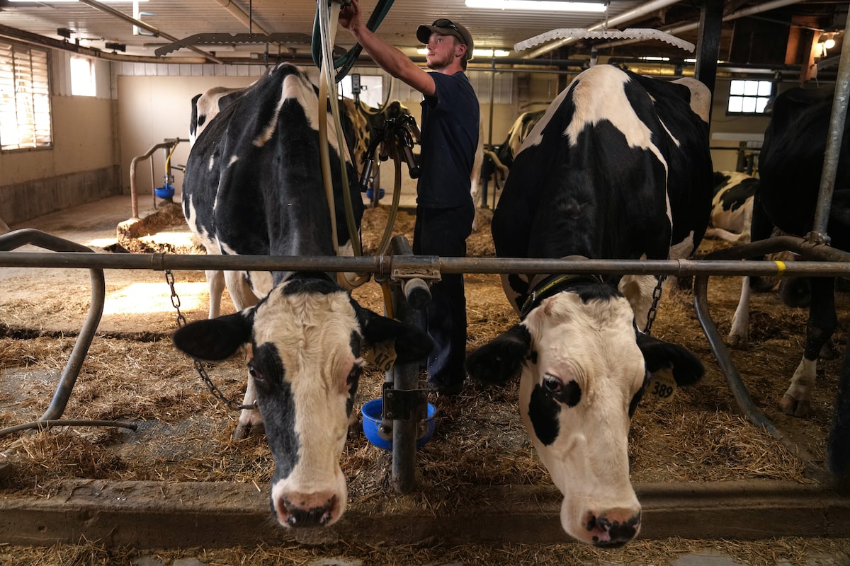 U.S. targeting dairy, Online Streaming Act in USMCA negotiations, top Trump trade official says