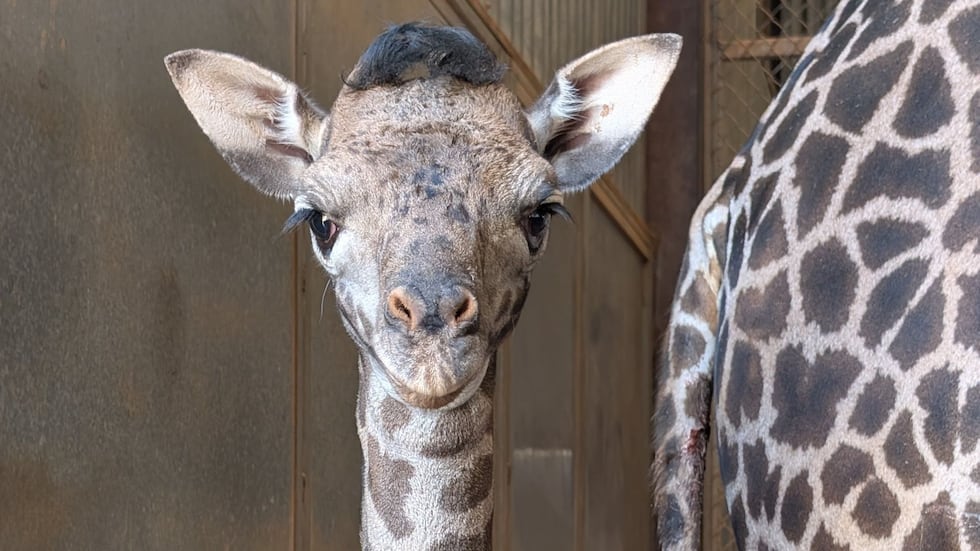 The Phoenix Zoo is welcoming a new addition to its giraffe herd!