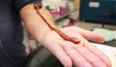 This Insanely Long Ribbon Worm Turns Out to Be The Oldest on Record : ScienceAlert