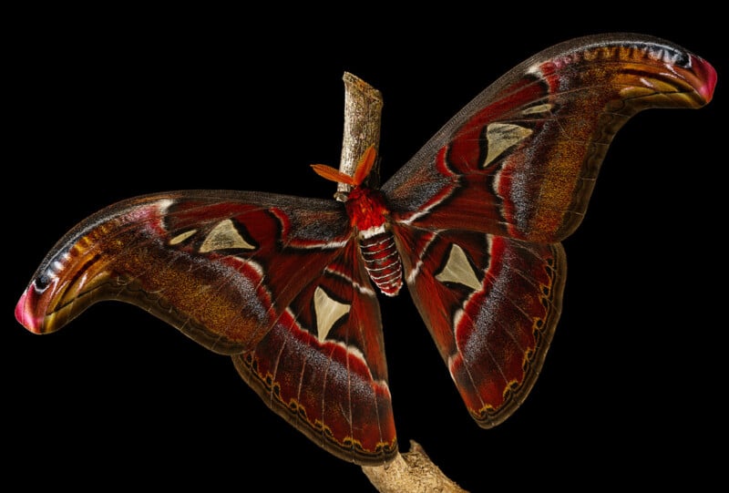 A large Atlas moth with reddish-brown wings featuring white triangular spots and wavy patterns rests on a branch against a black background.