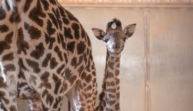 Phoenix Zoo needs your help to name baby giraffe