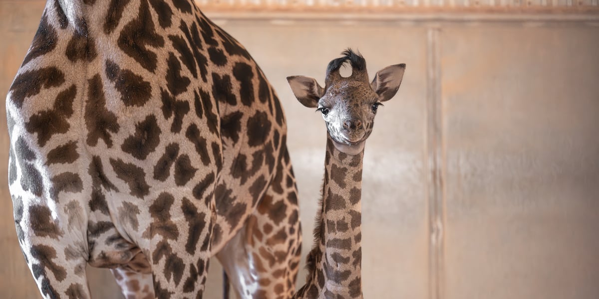 Phoenix Zoo needs your help to name baby giraffe