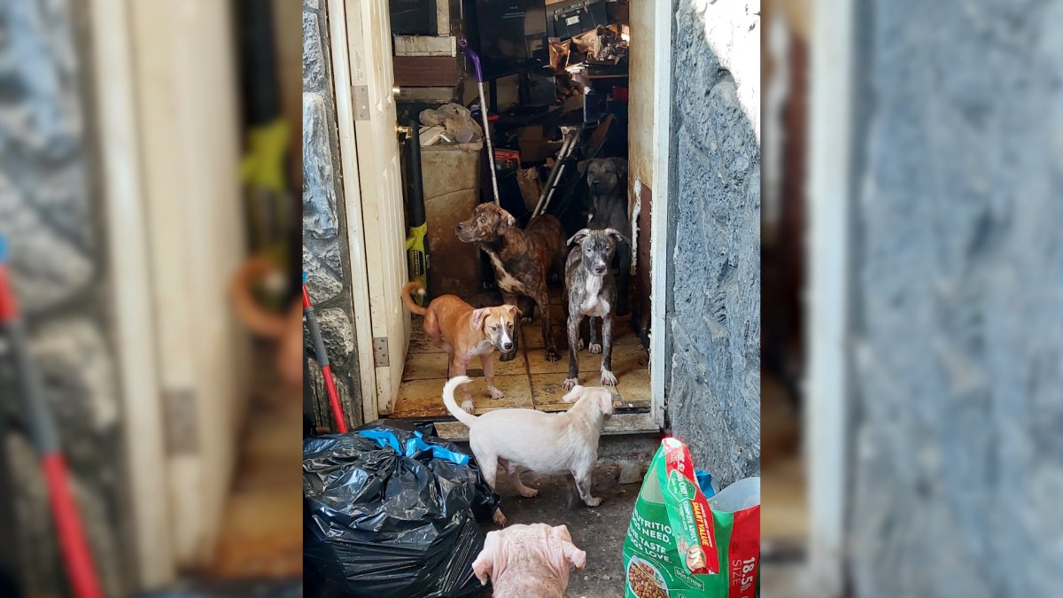 Man sentenced after 30+ animals rescued from San Ysidro home – NBC 7 San Diego