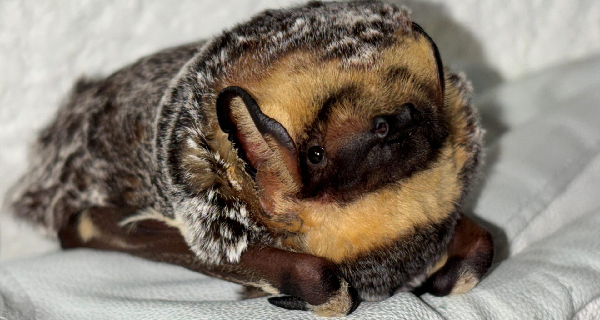 In a first, SDHS releases hoary bat equipped with tracker