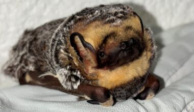 In a first, SDHS releases hoary bat equipped with tracker