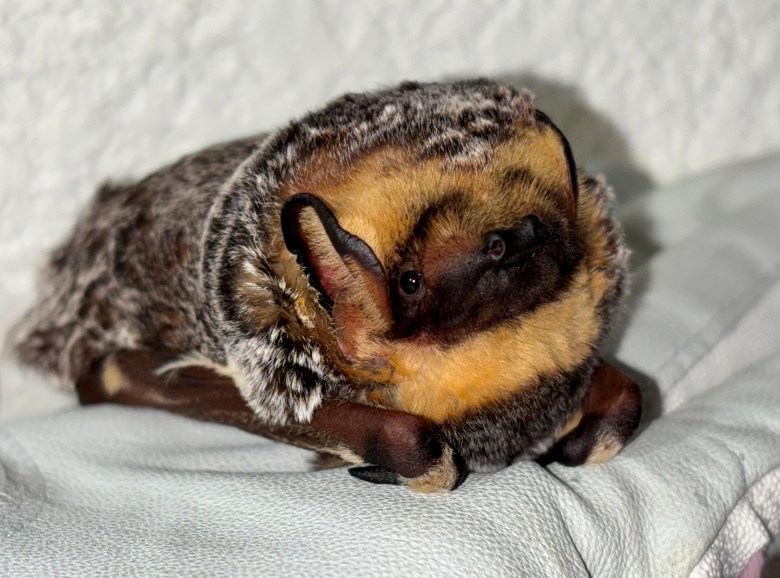 A rescued hoary bat that was equipped with a tracker before being released back into the wild. (Photo courtesy San Diego Humane Society)