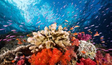 Coral reefs have fuelled severe global warming in Earth's past