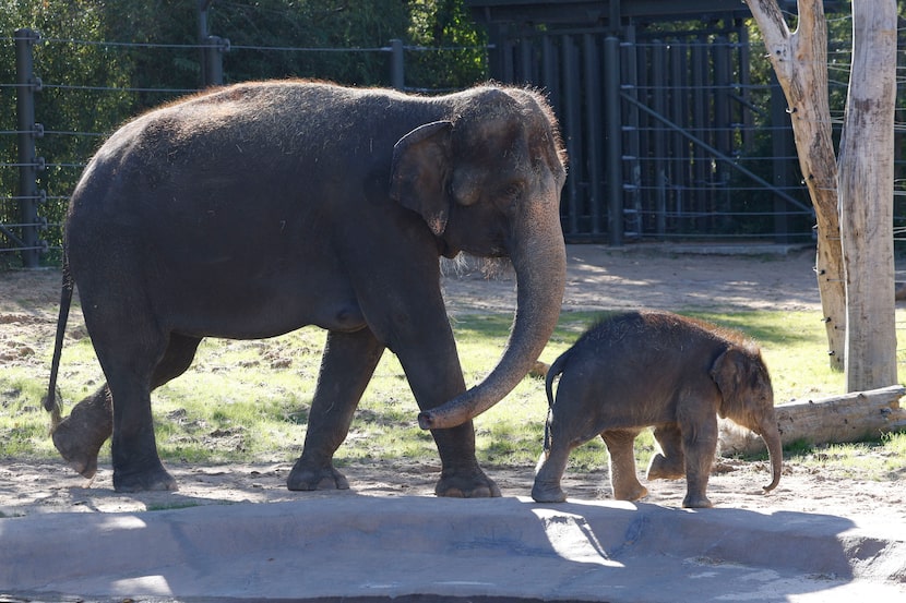 Lady Bird, an Asian elephant born in August 2025, (right) is with her mother Bluebonnet at...