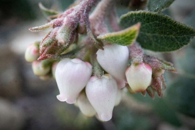 Manzanita blooms hang in graceful, lantern-shape clusters in Ashbaugh's garden. (Ana Ramirez / The San Diego Union-Tribune)