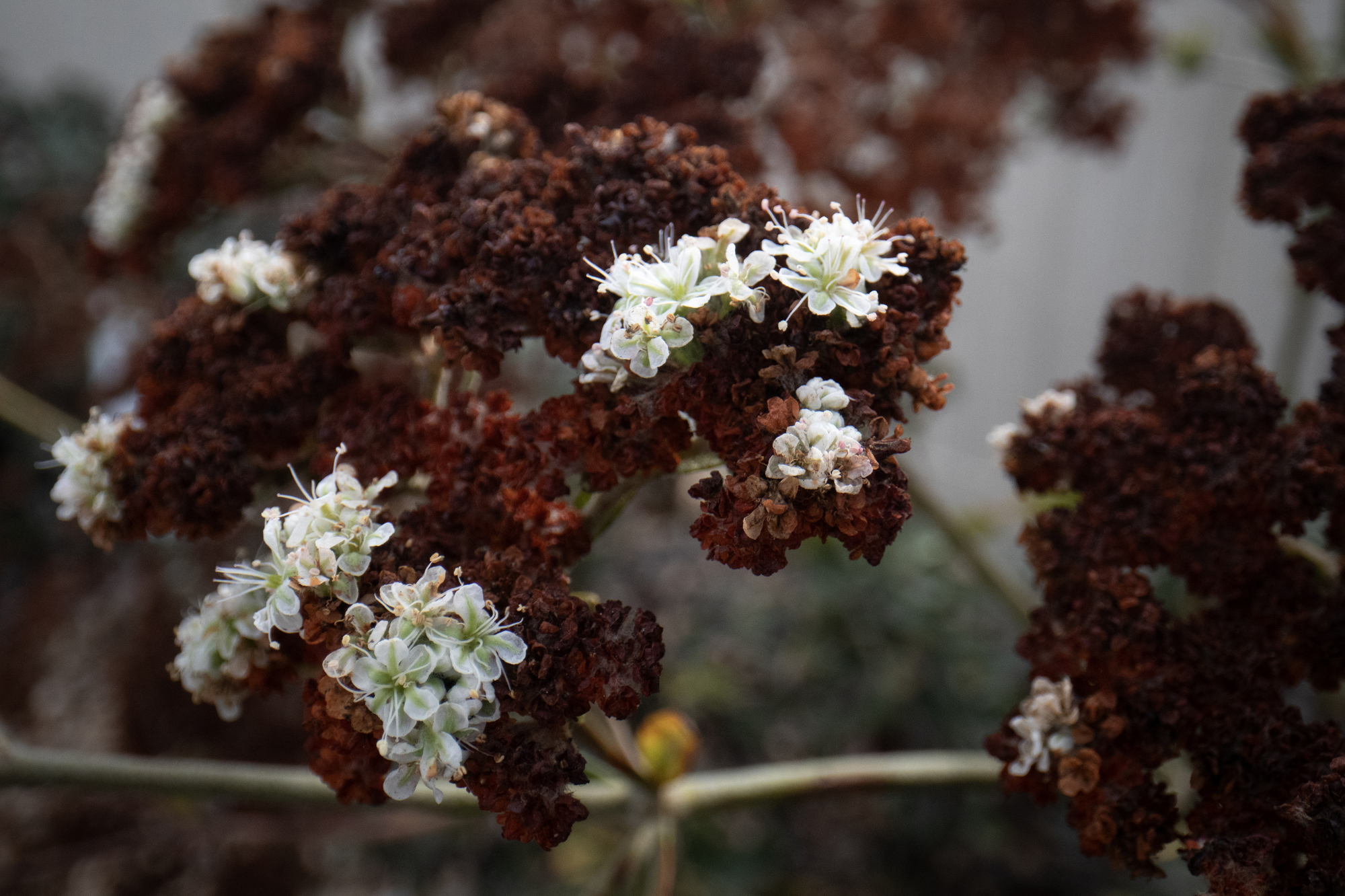Buckwheat blooms in Sherry Ashbaugh’s El Cajon yard. (Ana Ramirez...