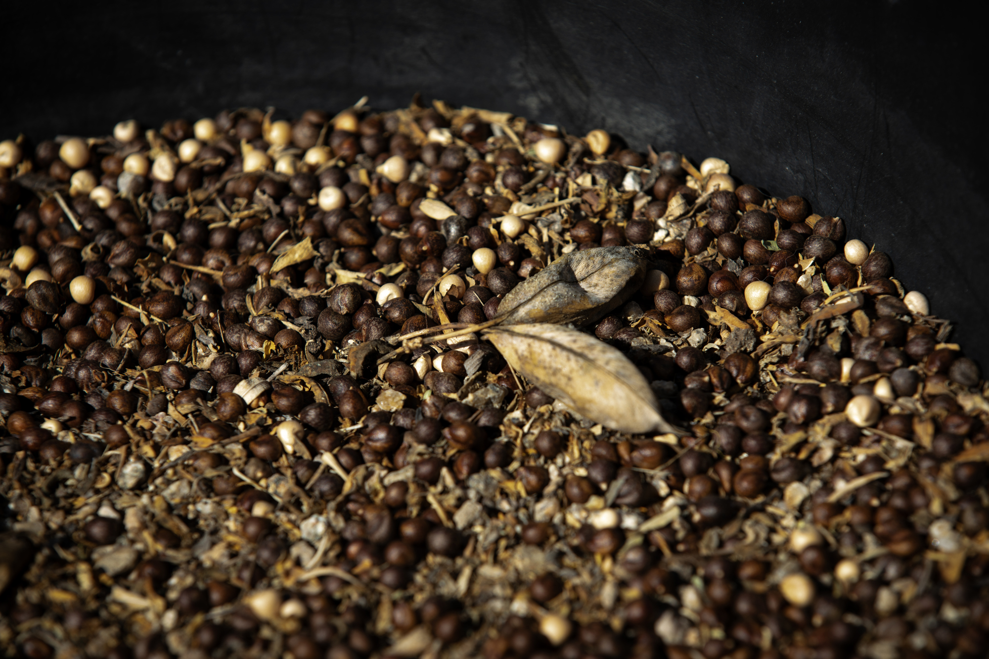 Bladderpod seeds yield what Calscape calls âone of the easiest...