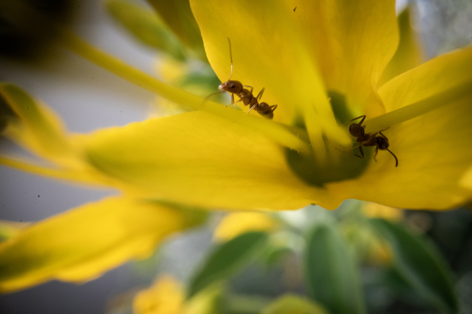 Ants crawl across a bladderpod flower. (Ana Ramirez / The...