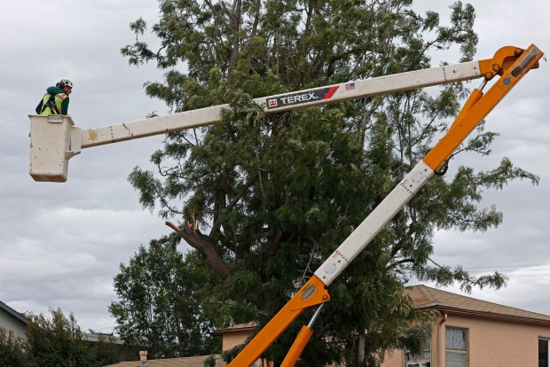 San Diego, CA - December 24: An arborist inspects a tree at the corner of Marlborough Avenue and Wightman Street in City Heights where earlier branches fell and killed a man during high winds on December 24, 2025 in San Diego, CA. (K.C. Alfred / The San Diego Union-Tribune)