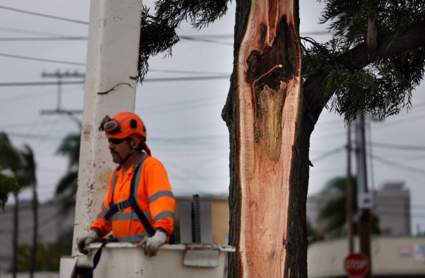 San Diego, CA - December 24: A tree trimmer prepares to cut branches on a tree at the corner of Marlborough Avenue and Wightman Street in City Heights where earlier branches fell and killed a man on December 24, 2025 in San Diego, CA. (K.C. Alfred / The San Diego Union-Tribune)