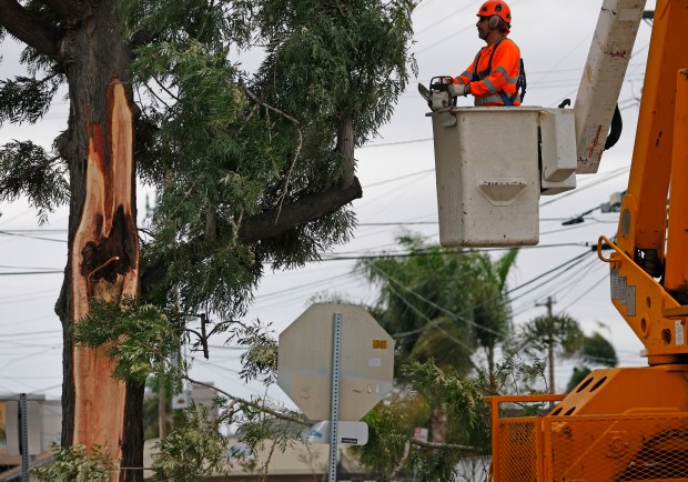 San Diego, CA - December 24: A tree trimmer prepares to cut branches on a tree at the corner of Marlborough Avenue and Wightman Street in City Heights where earlier branches fell and killed a man on December 24, 2025 in San Diego, CA. (K.C. Alfred / The San Diego Union-Tribune)