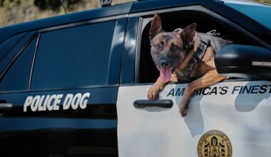 San Diego police dog allegedly strangled by suspect is released from hospital