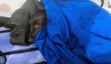 Dog rescued by San Diego lifeguards after getting swept out to sea