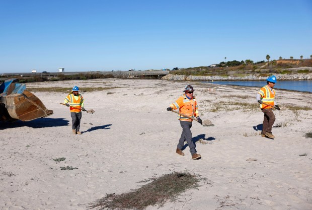 Carlos Flores, left, Jose Clark, and Ernesto Sierra spread crushed oyster shells to restore the endangered California least tern nesting site near the Batiquitos Lagoon double track project on December 9, 2025 in Carlsbad, CA. (K.C. Alfred / The San Diego Union-Tribune)