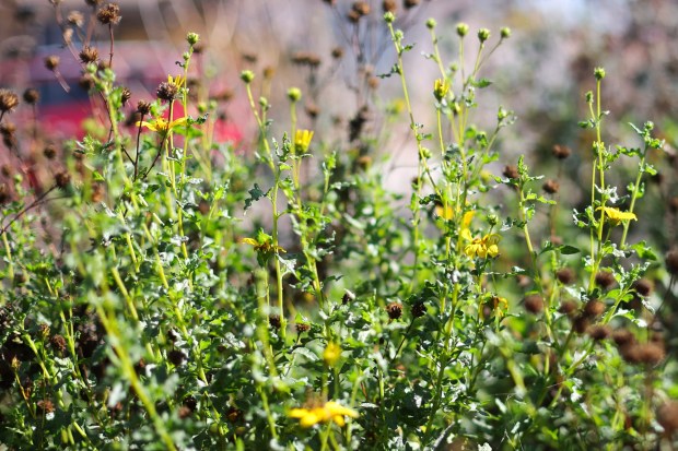 The family selected plants that would have the most flowers. (Meg McLaughlin / The San Diego Union-Tribune)