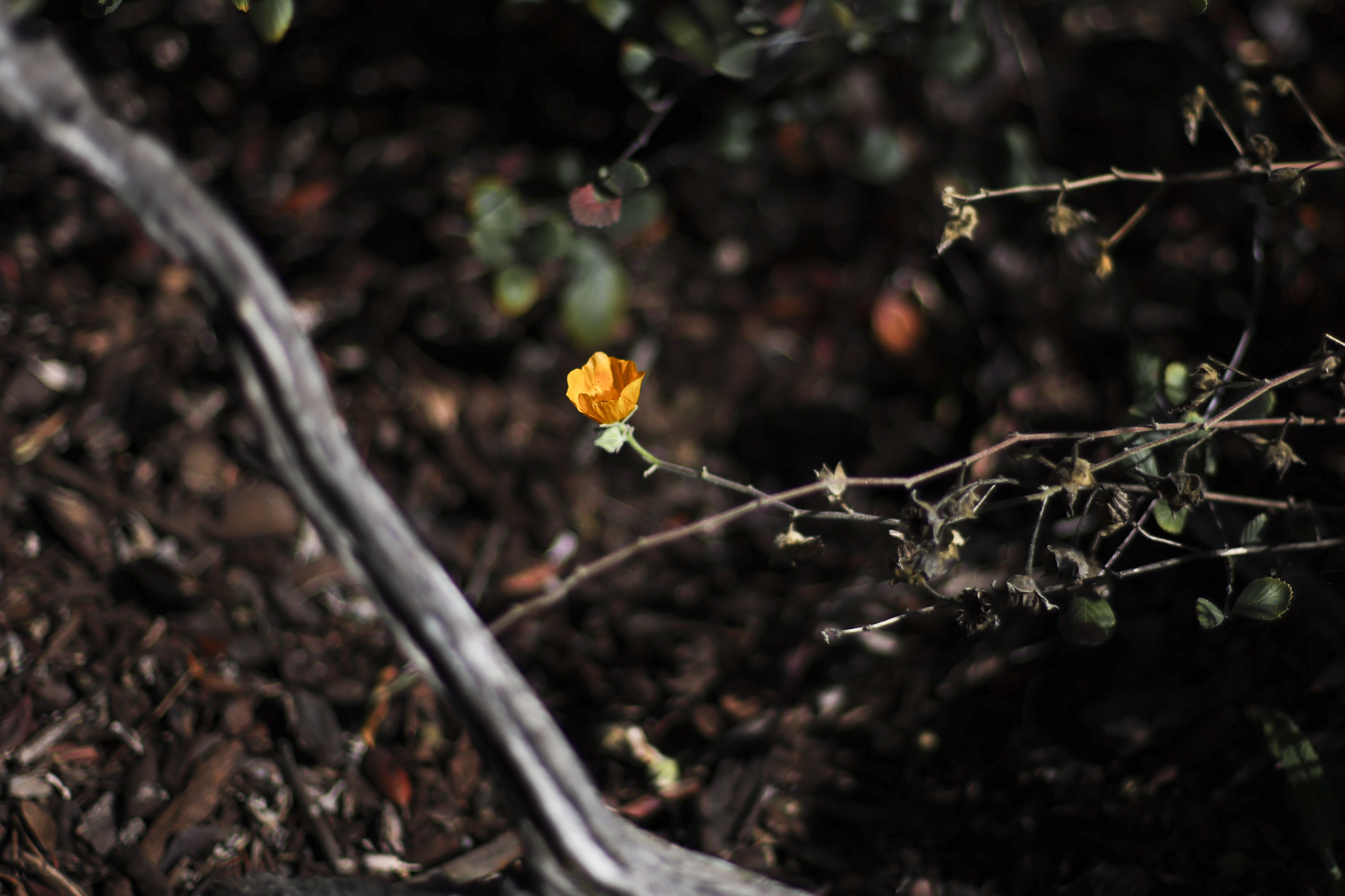 Apricot mallow. (Meg McLaughlin / The San Diego Union-Tribune)