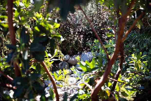 The family dug a channel that they lined with rocks, to create a swale to collect rainwater. (Meg McLaughlin / The San Diego Union-Tribune)
