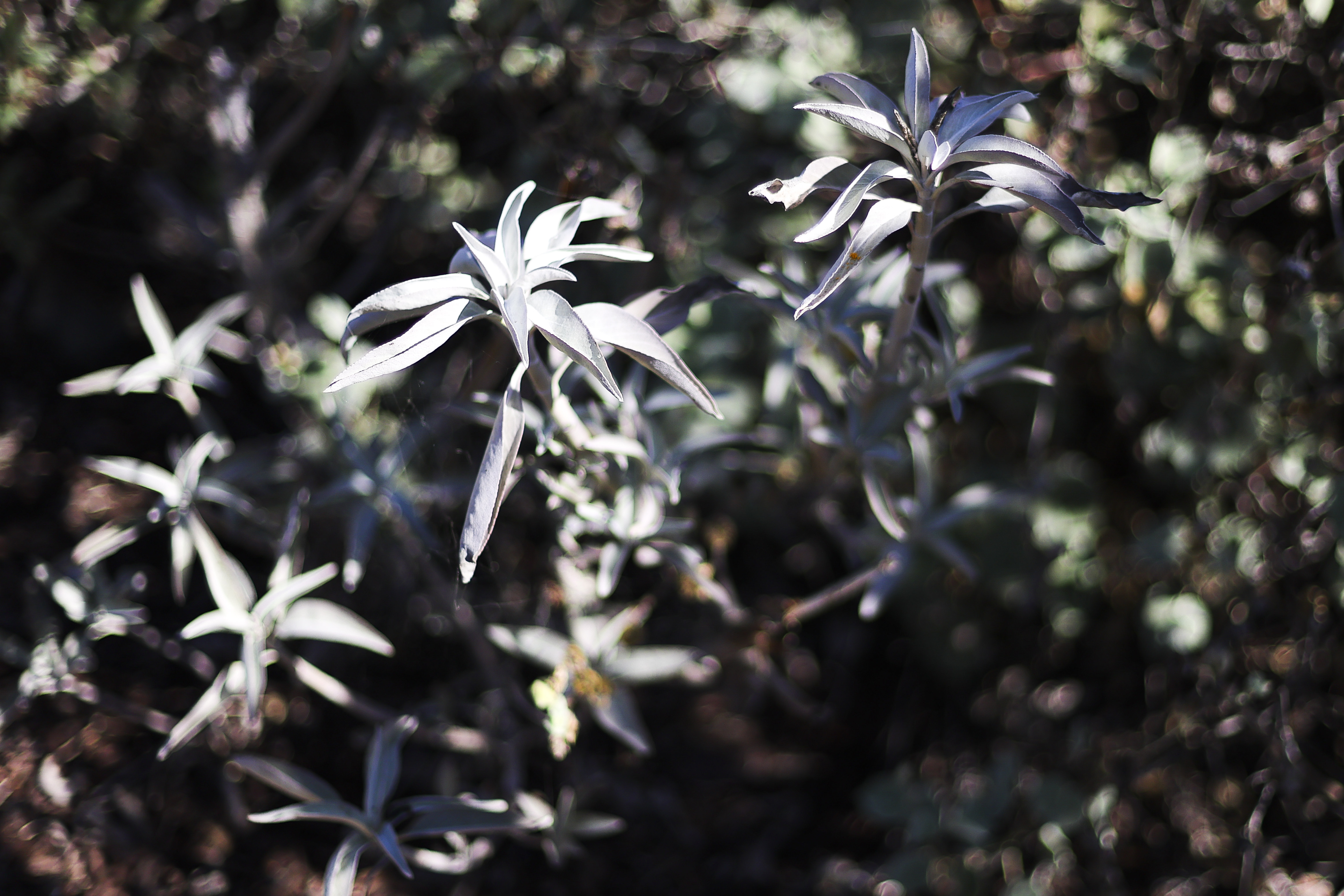 A white sage plant. (Meg McLaughlin / The San Diego...